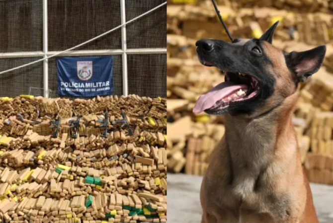 Apreensão recorde! Cão farejador ‘super-herói’ descobre carga de quase 50 toneladas de drogas no RJ