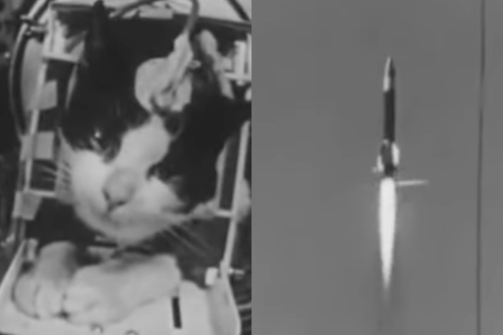 Embora a cadela Laika ocupe o posto de animal mais famoso da corrida espacial, a trajetória da gata Félicette também merece destaque como um registro singular e melancólico desse período. Isso porque, em 18 de outubro de 1963, a pequena gata francesa se tornou o único felino a viajar ao espaço, em uma missão conduzida pelo programa espacial da França. Escolhida entre outros animais por seu porte e comportamento dócil, ela embarcou no foguete Véronique AG1, lançado a partir do Deserto do Saara, n -  (crédito: Reproduc?a?o)