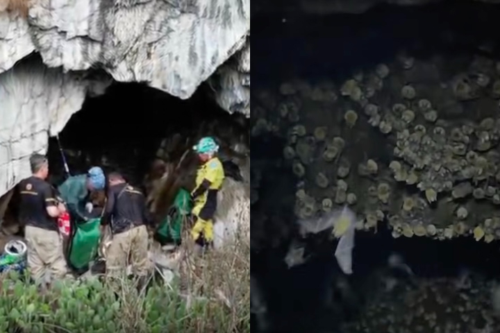 Caverna encontrada em Alagoas com mais de 21 mil morcegos - Montagem/Reprodução