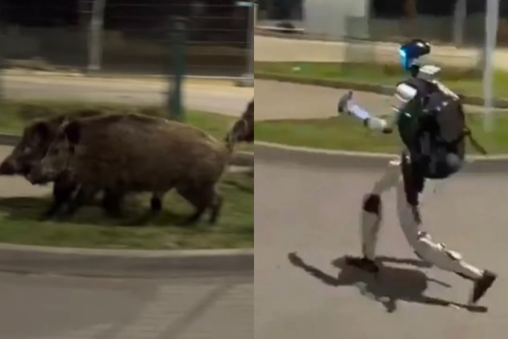 Robô humanoide viraliza ao correr atrás de javalis na Polônia - Montagem/Reprodução/Redes Sociais