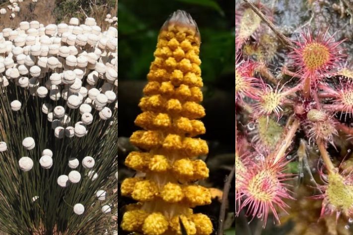 Plantas de aparência exótica do Brasil - Montagem/iNaturalist