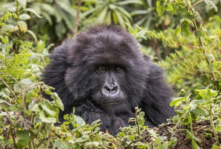 Além de sua trajetória individual, Fatou também representa uma espécie ameaçada. O gorila-das-planícies-ocidentais enfrenta forte pressão devido à destruição de habitat e à caça ilegal, fatores que reduziram drasticamente suas populações na natureza.