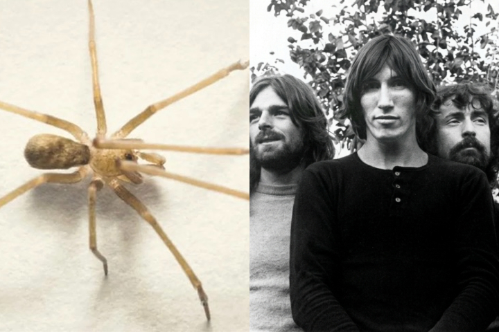 Nova aranha descoberta na Colômbia é nomeada em homenagem à banda Pink Floyd - Montagem/Divulgação