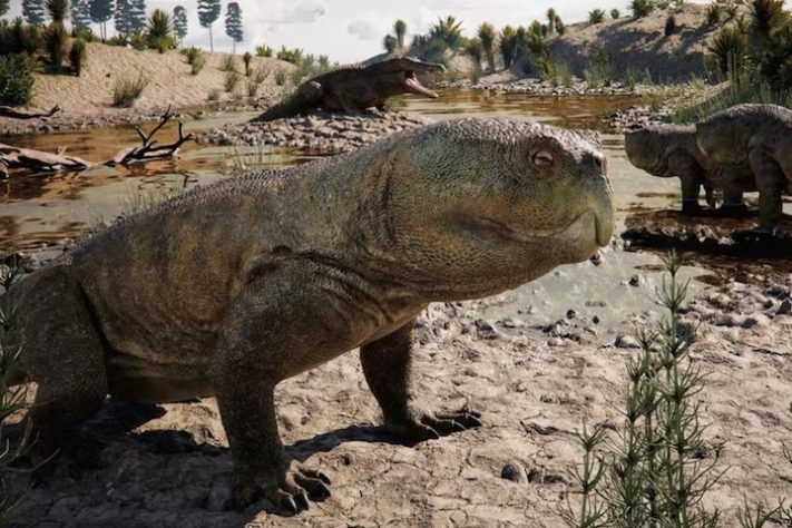 Paleontóloga Jeung Hee Schiefelbein exibe o crânio fóssil do Isodapedon varzealis - Caio Fantini/Divulgação