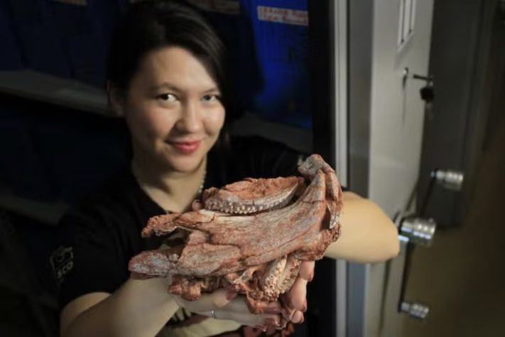 Paleontóloga Jeung Hee Schiefelbein exibe o crânio fóssil do Isodapedon varzealis - Rodrigo Temp Müller/Divulgação