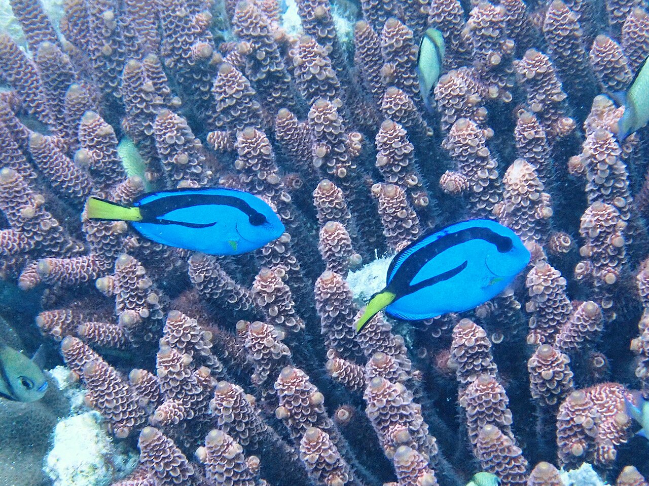 Os peixes-cirurgião-azul vivem principalmente em recifes de coral, onde passam os dias nadando entre as estruturas de coral e se alimentando de algas. Podem crescer até 30 centímetros de comprimento e geralmente vivem em pequenos grupos, especialmente quando jovens.
