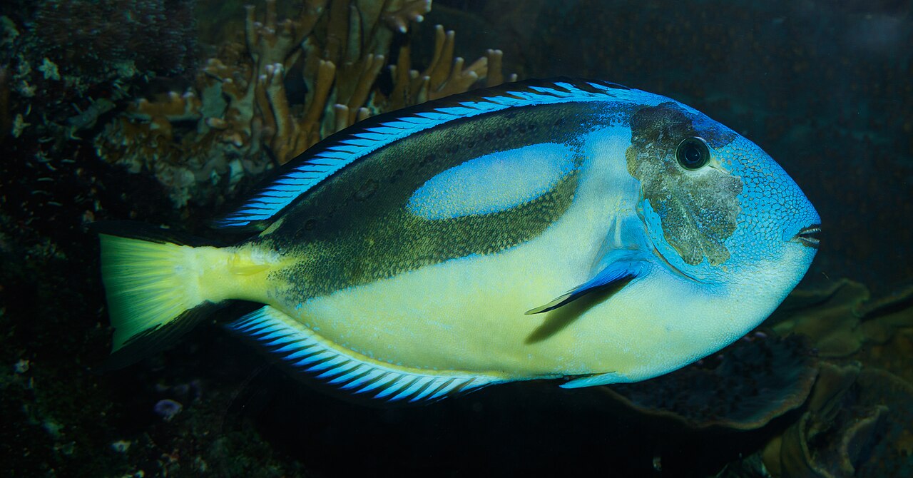O peixe-cirurgião-azul tem características curiosas e nem sempre são azuis. Quando são jovens, eles costumam ser amarelos e desenvolvem a cor azul com o tempo e, durante  a noite, quando não há luz para refletir a sua pigmentação, esses animais podem parecer esbranquiçados com tons de violeta. 
