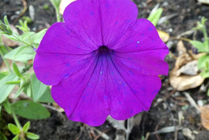 Petúnia: características, origem e dicas simples de cultivo