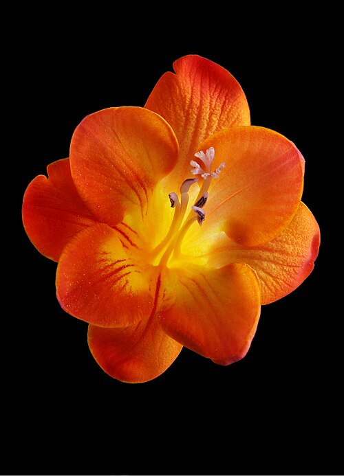 O cultivo da frésia requer cuidados específicos, como rega moderada e exposição ao sol indireto para evitar queimaduras nas pétalas. A manutenção adequada garante flores mais duradouras e cores intensas, valorizando ainda mais sua presença em jardins e vasos. Por isso, é considerada uma planta de fácil manejo para quem busca beleza sem grandes exigências.