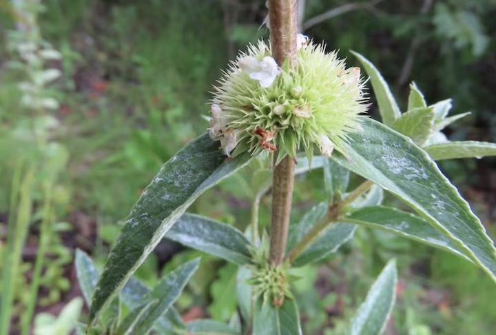 Planta desaparecida há mais de 70 anos é redescoberta no Cerrado goiano - Reprodução/Isa Lucia de Morais