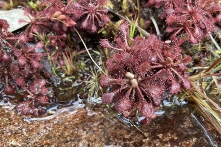 Plantas de aparência exótica do Brasil (Drosera communis) - iNaturalist/tele_daniel