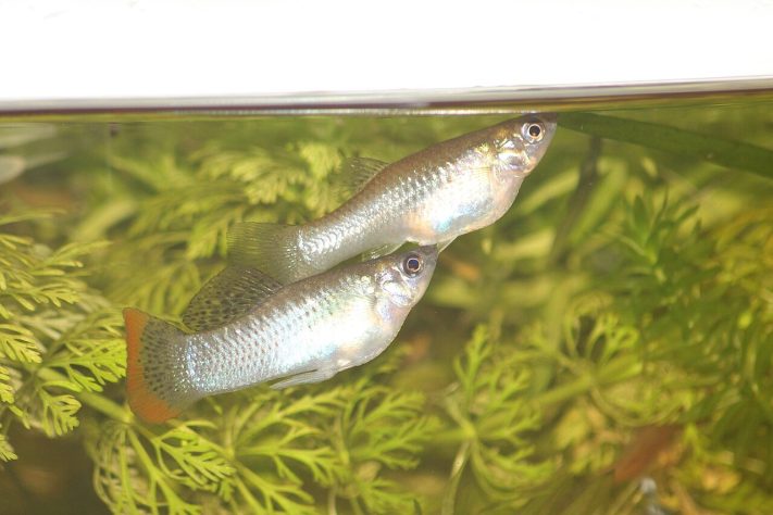 Espécie de peixe conhecida por se reproduzir apenas por fêmeas, molinésia-amazona - Wikimedia Commons/Finn Wigström/Facebook