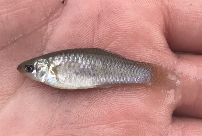 Espécie de peixe conhecida por se reproduzir apenas por fêmeas, molinésia-amazona - iNaturalist/Nick Loveland