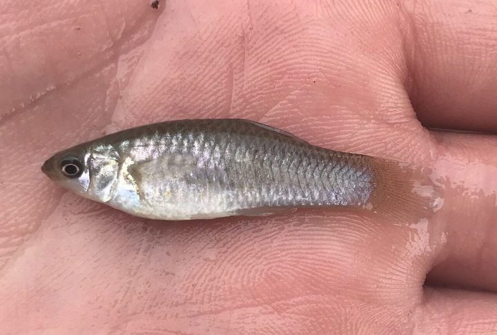 Uma curiosa espécie de peixe formada somente por fêmeas voltou recentemente ao centro das atenções da ciência por colocar em debate uma das ideias mais aceitas da biologia evolutiva: a noção de que a reprodução é essencial para garantir diversidade genética ao longo das gerações. O caso da molinésia-amazona (Poecilia formosa) chama a atenção justamente por mostrar que existem caminhos alternativos de sobrevivência na natureza, já que ela apresenta um sistema reprodutivo bastante incomum entre ve -  (crédito: iNaturalist/Nick Loveland)