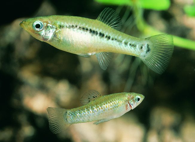 Espécie de peixe conhecida por se reproduzir apenas por fêmeas, molinésia-amazona | Flickr - kjellnilsson1