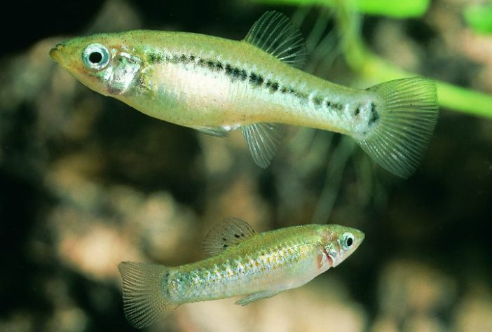 Espécie de peixe conhecida por se reproduzir apenas por fêmeas, molinésia-amazona | Flickr - kjellnilsson1