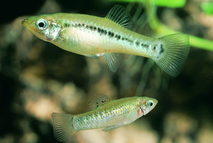 Os cientistas acreditam que a origem dessa linhagem esteja relacionada ao cruzamento antigo entre duas espécies próximas de molinésia, o que teria dado origem a um híbrido. Desde então, essa população composta apenas por fêmeas continua se mantendo ao longo das gerações por meio desse mecanismo singular.