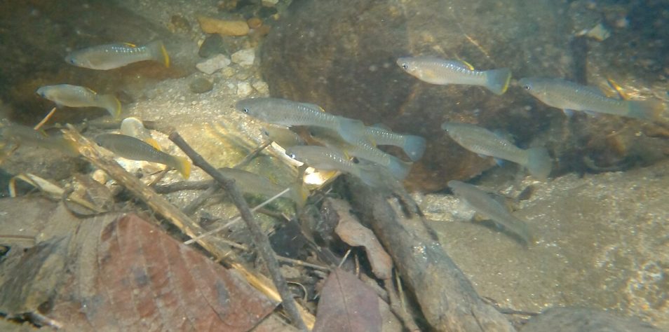 Espécie de peixe conhecida por se reproduzir apenas por fêmeas, molinésia-amazona - iNaturalist/Alberto Alcalá