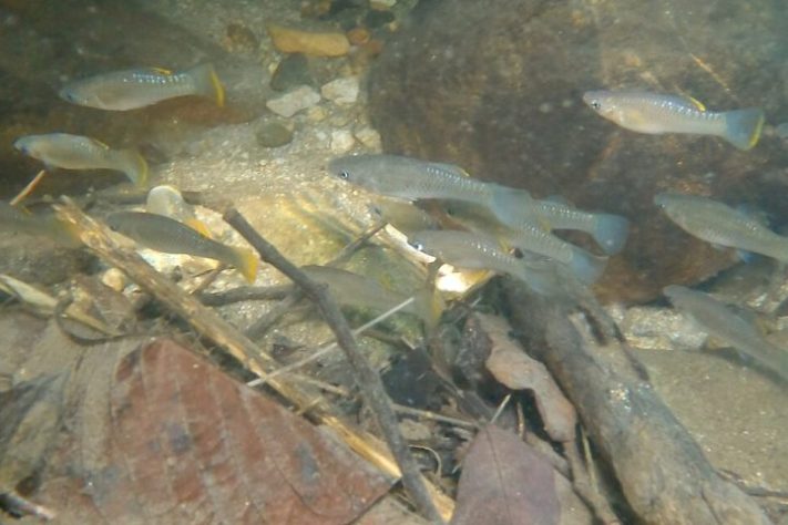 Espécie de peixe conhecida por se reproduzir apenas por fêmeas, molinésia-amazona - iNaturalist/Alberto Alcalá