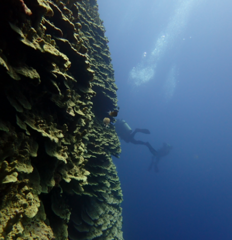 Coral gigante de 1.347 metros quadrados pode ter mais de 2 mil anos - Divulgação/NOAA