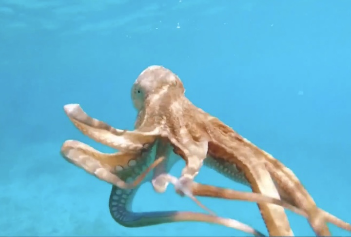 Estudos indicam que esses animais possuem cerca de 500 milhões de neurônios e demonstram habilidades como aprendizagem, resolução de problemas e interação com objetos, além de possível capacidade de sentir dor e estresse.