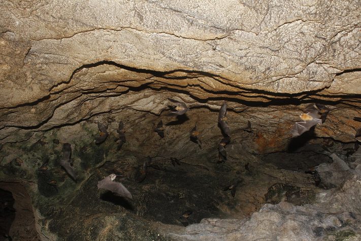 Morcego Pteronotus fulvus - Juan Cruzado Cortés/iNaturalist