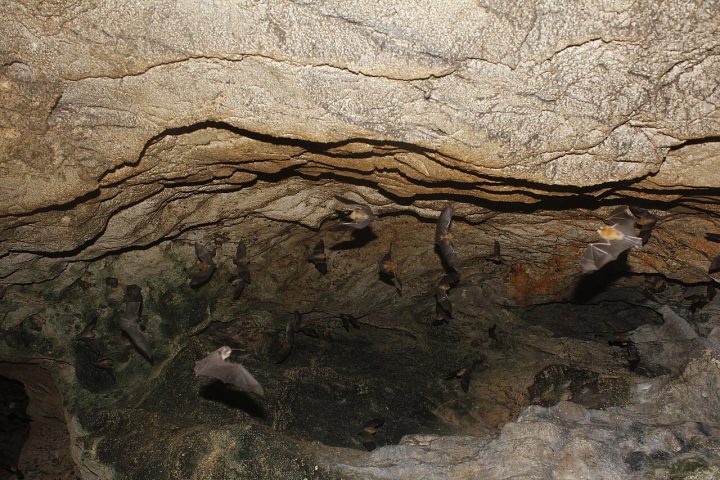 A cavidade foi localizada há cerca de dois anos durante uma expedição voltada à procura do macaco-prego-galego. Desde então, o ambiente vem sendo acompanhado por especialistas. 