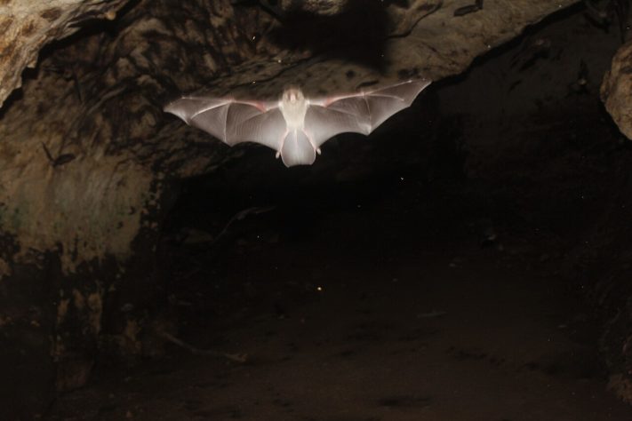 Morcego Pteronotus personatus - iNaturalist/Juan Cruzado Cortés