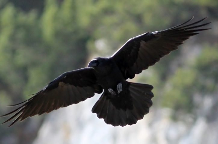 Os corvos, especialmente o corvo-comum (Corvus corax), são significativamente maiores, com uma envergadura de asas que pode ultrapassar um metro e um bico mais robusto e curvado.