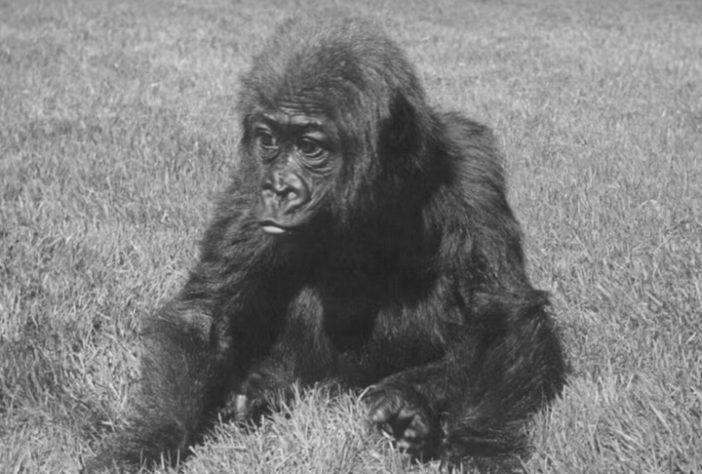 Registro de Fatou bebê pouco tempo depois de sua chegada ao Zoológico de Berlim — Divulgação/Guinness World Records, Berlin Zoo