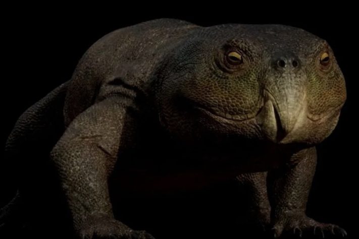 Réptil de 230 milhões de anos com bico de papagaio é descoberto no RS - Divulgação