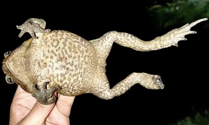 Introduzida há mais de 100 anos para controlar pragas, a espécie não cumpriu essa função e ainda pode ameaçar animais endêmicos da ilha, como a mabuya e caranguejos locais.