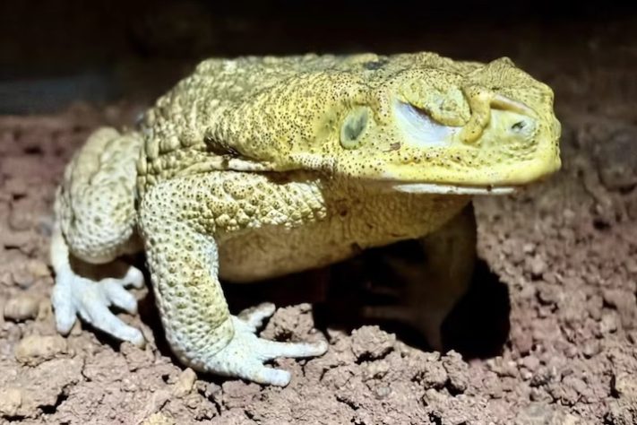 Sapo-cururu pode afetar o meio ambiente de Noronha — Divulgação/Camila Moser