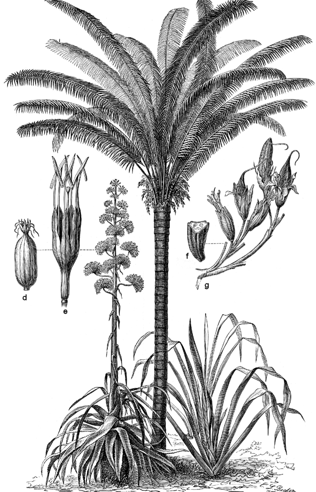 Essa fibra é retirada principalmente de espécies como a Attalea funifera e a Leopoldinia piassaba. Ambas crescem naturalmente em regiões de clima quente e úmido, favorecendo o extrativismo.