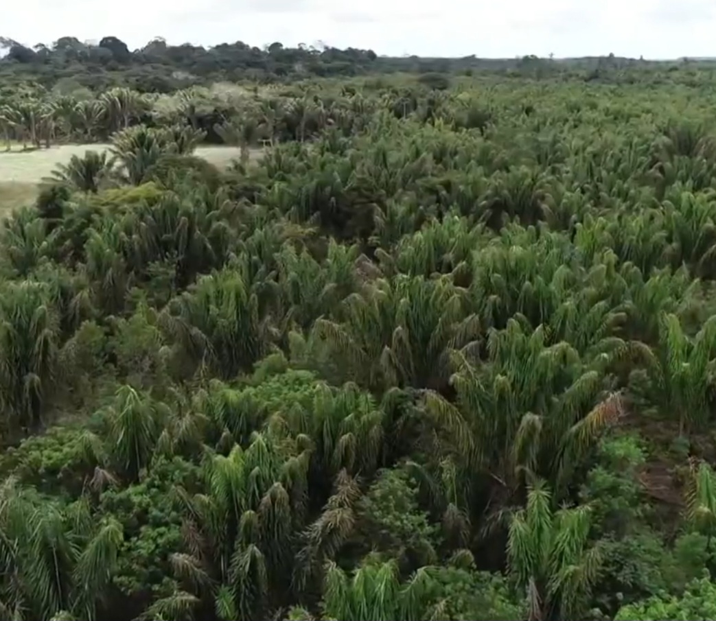 A produção se concentra sobretudo no sul da Bahia, no caso da piaçava-da-bahia, e na região amazônica. Nessas áreas, a atividade faz parte da cultura local há muitas gerações.