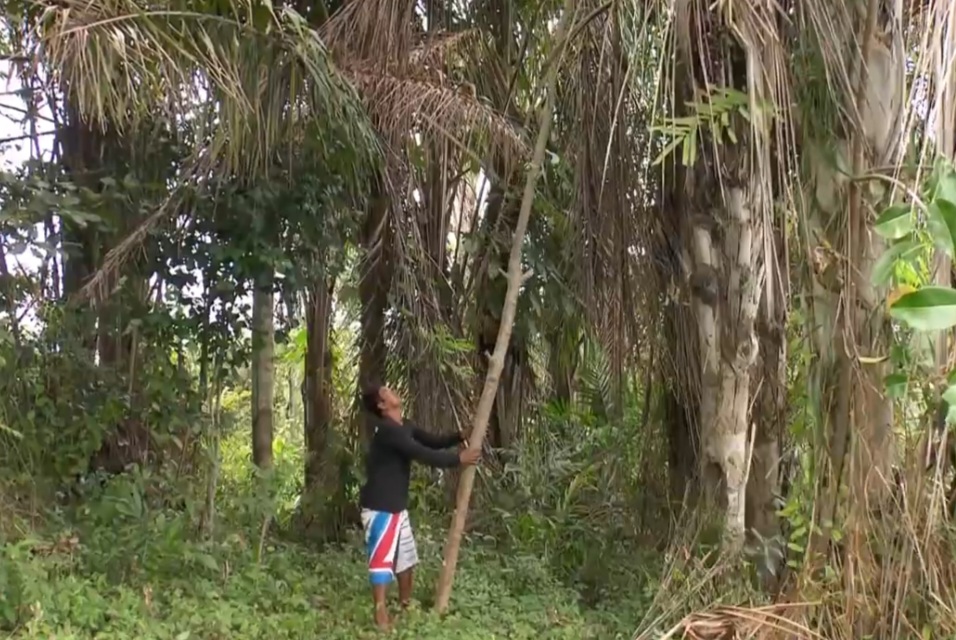 O processo de extração é, em grande parte, manual. Os trabalhadores coletam as fibras das folhas da palmeira, secam ao sol e depois realizam a separação por tamanho e qualidade.