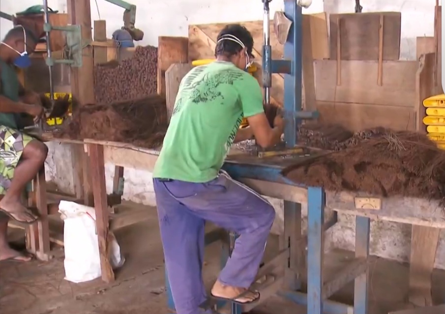 A piaçava tem grande importância econômica, especialmente para comunidades tradicionais. Ela garante renda para milhares de famílias que dependem do extrativismo como principal fonte de sustento.