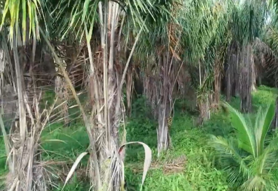 A piaçava é uma fibra vegetal rígida e resistente, extraída de palmeiras nativas do Brasil.
Obtida principalmente de espécies como Attalea funifera e Leopoldinia piassaba, destaca-se pela durabilidade.
Resistente à umidade e ao atrito, é encontrada sobretudo em regiões brasileiras de clima quente e úmido. -  (crédito: reprodução de vídeo TV Globo)