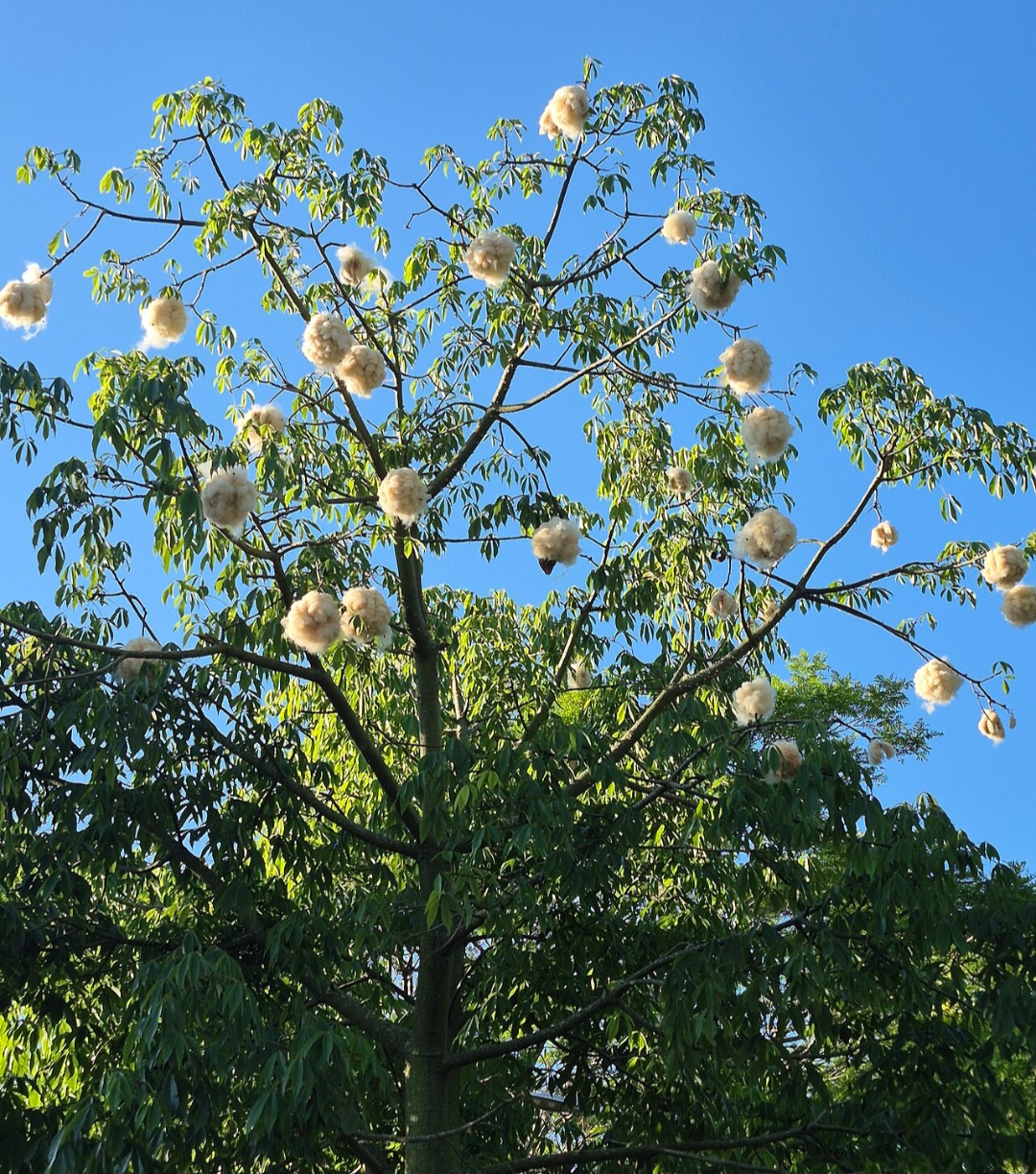 A paineira se destaca por seus grandes acúleos no tronco, visíveis mesmo à distância. Eles protegem a árvore contra escaladores naturais e predadores. Essa imponência faz da paineira um símbolo de força e resistência na paisagem.