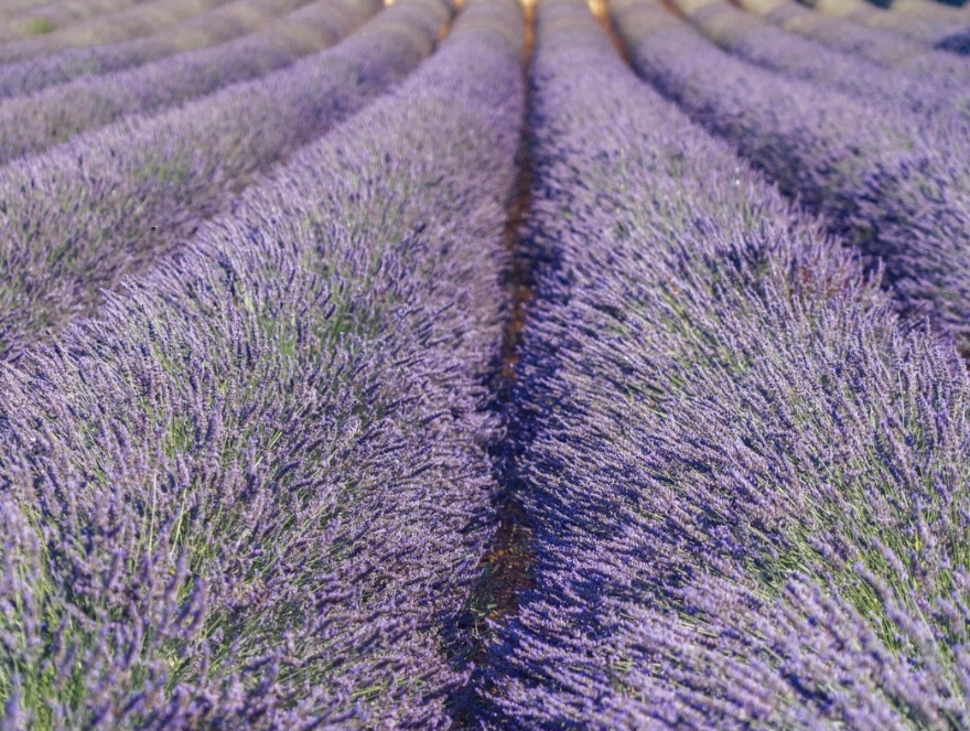 Atualmente, a planta também é cultivada em várias partes do mundo, incluindo o Brasil. Ela se adapta bem a jardins e vasos, desde que receba bastante luz solar direta ao longo do dia e seja cultivada em solo bem drenado. Com esses cuidados, a lavanda pode se desenvolver de forma saudável mesmo fora de seu ambiente de origem.