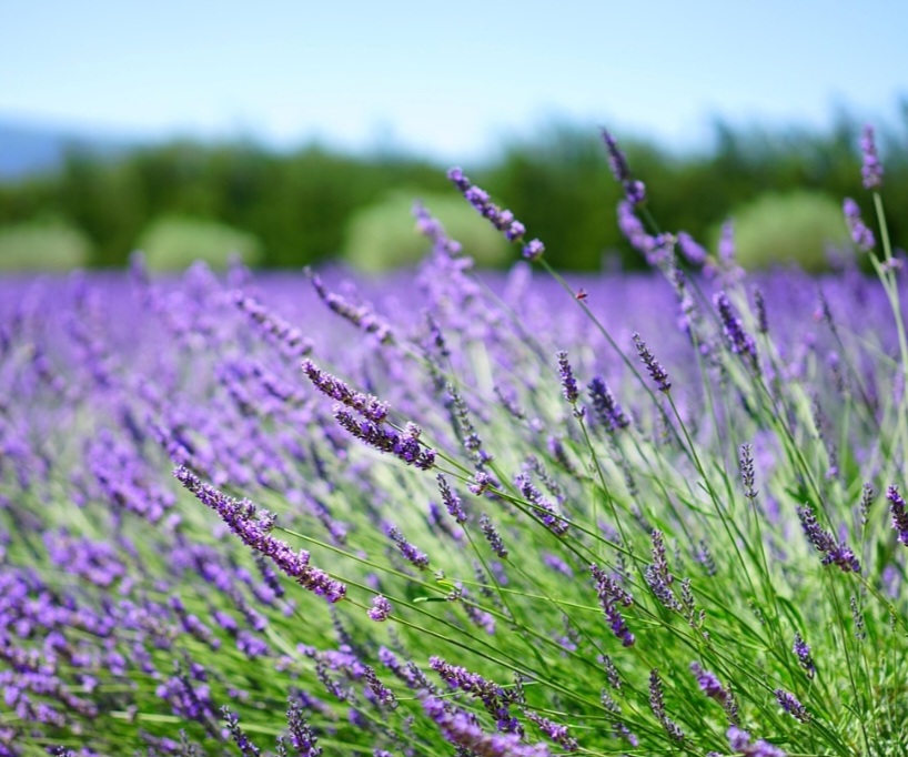Sua coloração mais comum é o tom lilás ou roxo, embora existam variedades em branco e até azuladas. As flores formam pequenos conjuntos ao longo de hastes finas e alongadas.