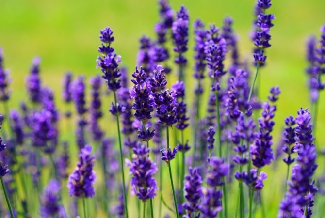 Lavanda: a planta perfumada que reúne beleza, aroma e bem-estar