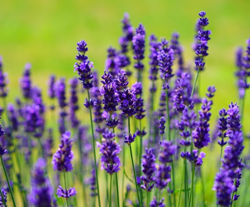 O formato da lavanda é caracterizado por ramos estreitos e folhas alongadas, de tom verde-acinzentado. Seu aspecto leve e delicado contribui para o uso frequente na decoração de ambientes.