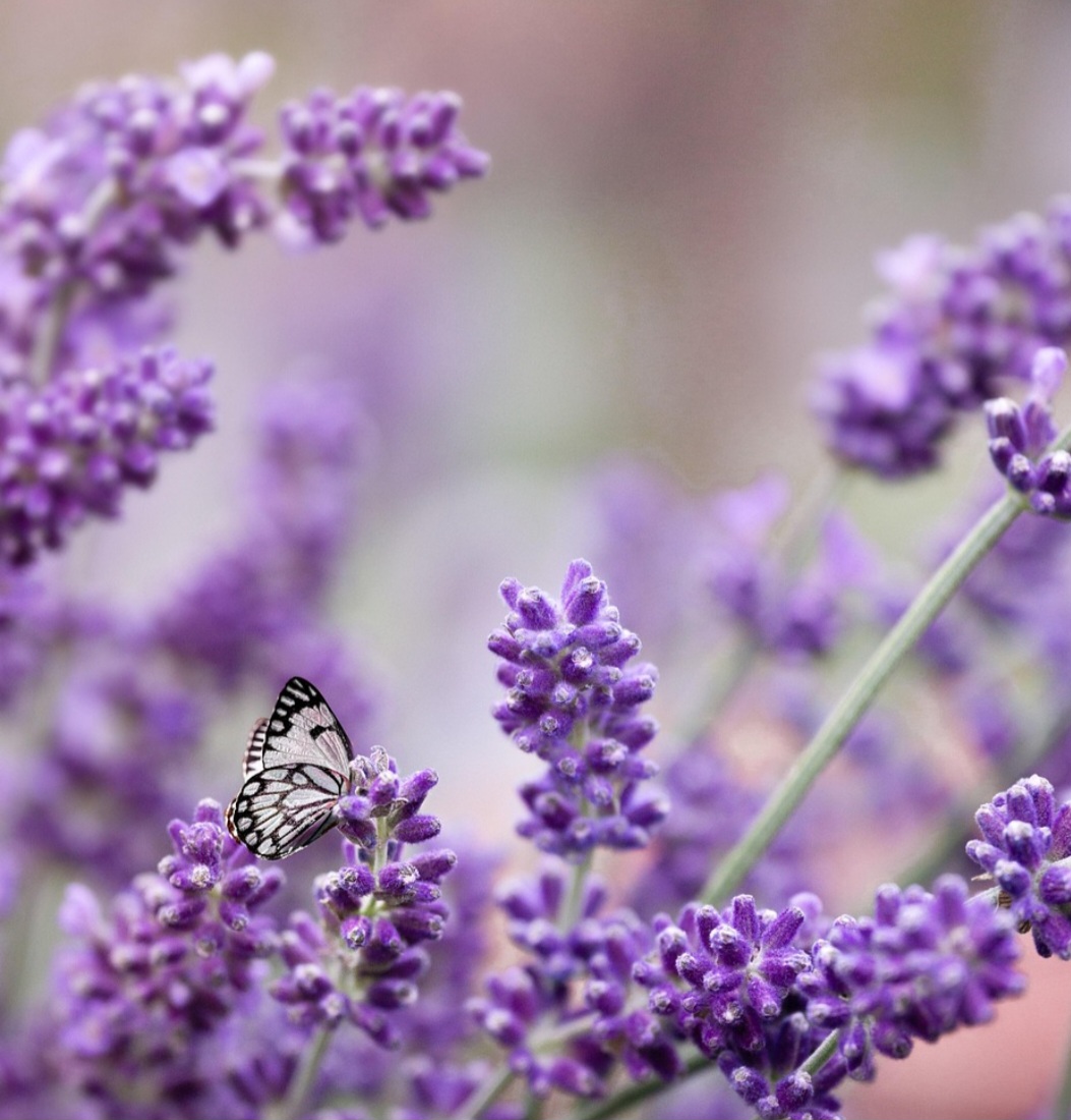O aroma é um dos principais atrativos da planta, sendo reconhecido por seu efeito calmante. Ele é amplamente utilizado em perfumes, óleos essenciais e produtos de aromaterapia.