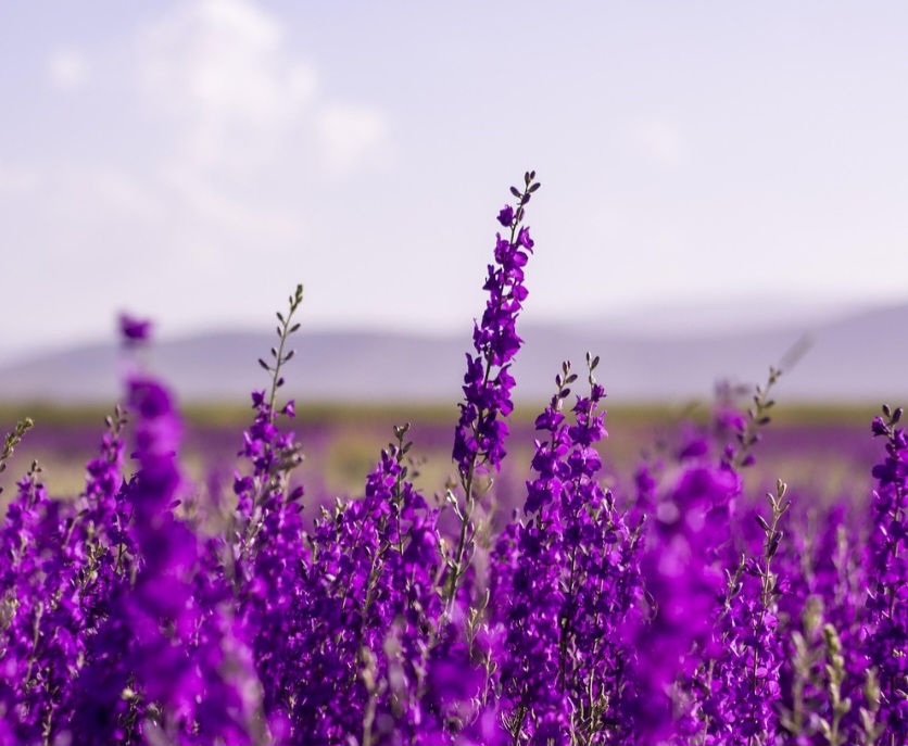 Originária da região do Mediterrâneo, a lavanda se desenvolve naturalmente em áreas de clima seco, ensolarado e com solos bem drenados. Países como França, Espanha e Itália concentram grandes cultivos, especialmente em regiões rurais. Nessas áreas, extensos campos floridos também se tornaram atração turística, unindo produção agrícola e paisagens de forte apelo visual.