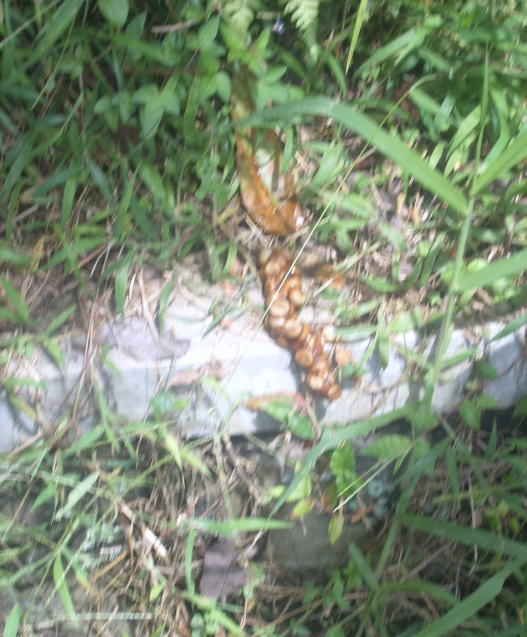 O Kopi Luwak surgiu na Indonésia durante o período colonial, quando os habitantes locais perceberam que civetas comiam os frutos do café e excretavam os grãos intactos. Esse processo natural fermentava os grãos, alterando seu sabor e despertando curiosidade entre os colonizadores. Com o tempo, a prática se transformou em tradição e depois em produto de luxo, atraindo turistas e exportadores.

