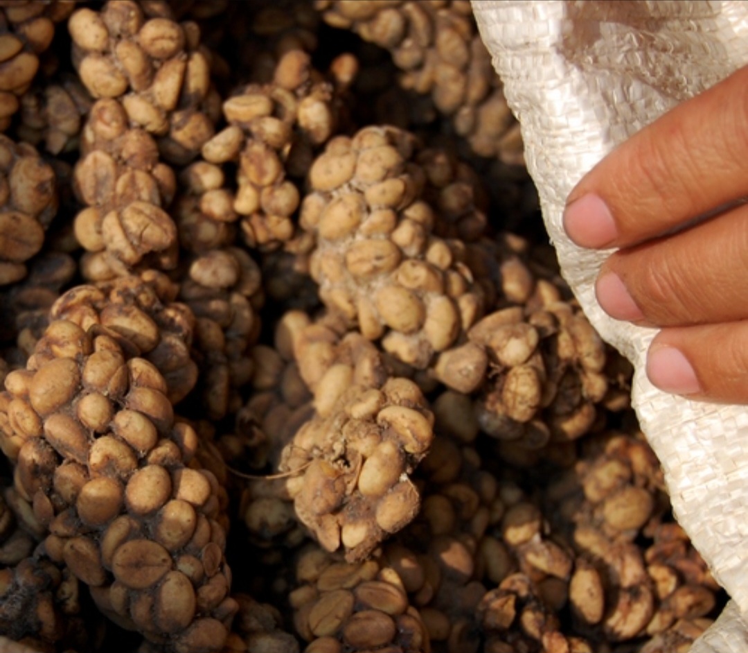 O civeta, pequeno mamífero noturno, é o protagonista da produção do Kopi Luwak, pois seleciona os frutos mais maduros para comer. Seu sistema digestivo remove parte da acidez e amargor dos grãos, resultando em um café mais suave. No entanto, em muitas fazendas modernas, civetas são mantidos em cativeiro, o que gera críticas sobre bem-estar animal.