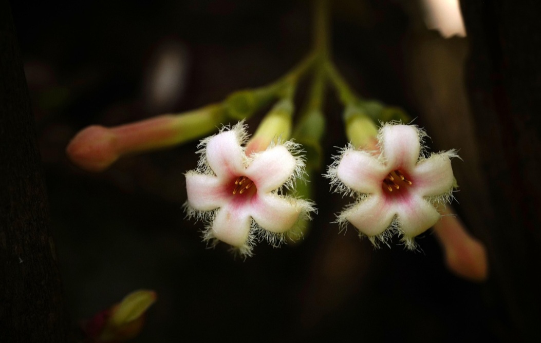 A árvore de cinchona é nativa de regiões andinas da América do Sul e posteriormente cultivada em outras partes do mundo, sendo por muito tempo explorada de forma intensa. Sua casca contém alcaloides, entre eles o quinino, responsável pelo efeito terapêutico.