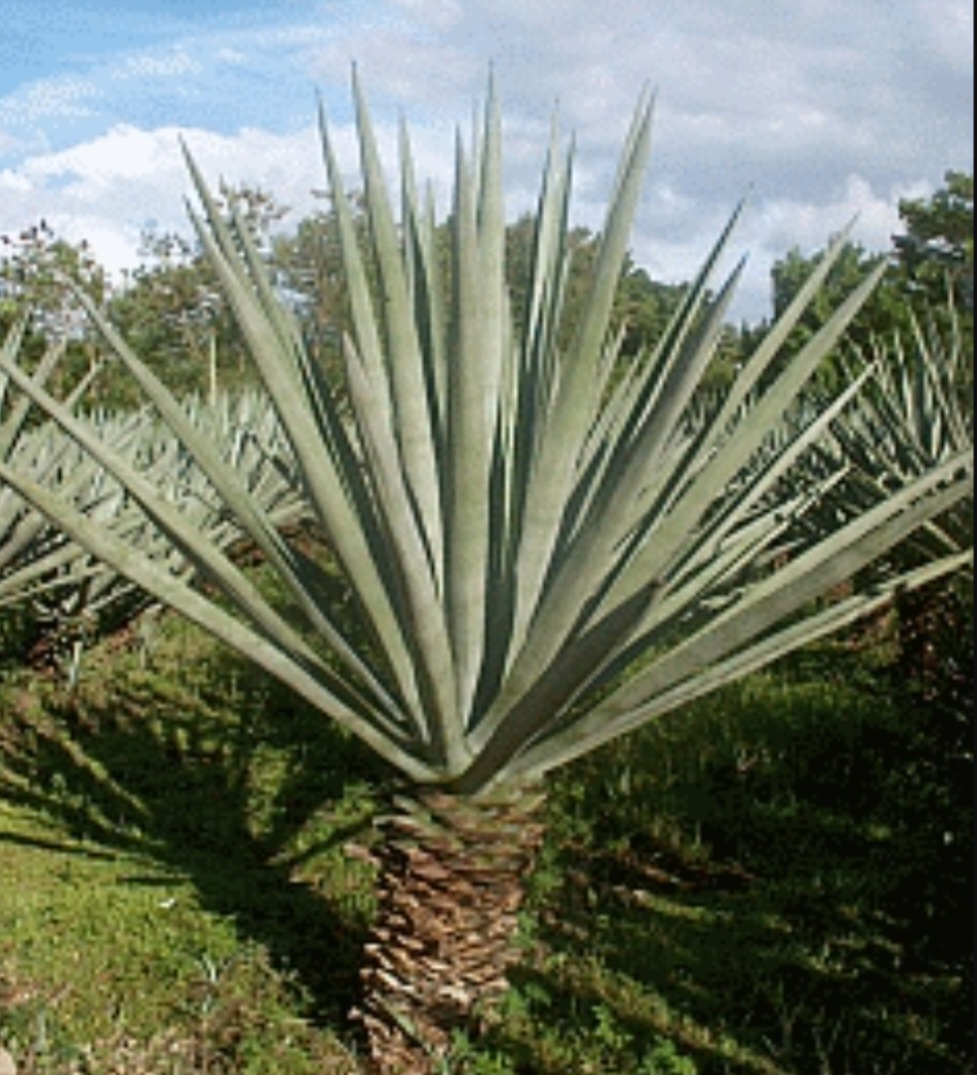 Fibras como bambu e sisal são aplicadas em reforço de estruturas, painéis e isolamentos. Elas oferecem resistência e leveza, além de reduzir custos ambientais. A aplicação na construção demonstra como engenharia e sustentabilidade podem caminhar juntas.
