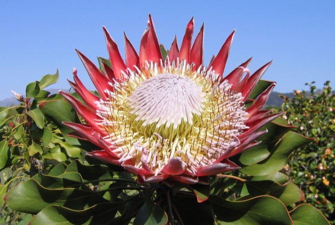 Protea cynaroides: a flor majestosa que é símbolo na África no Sul